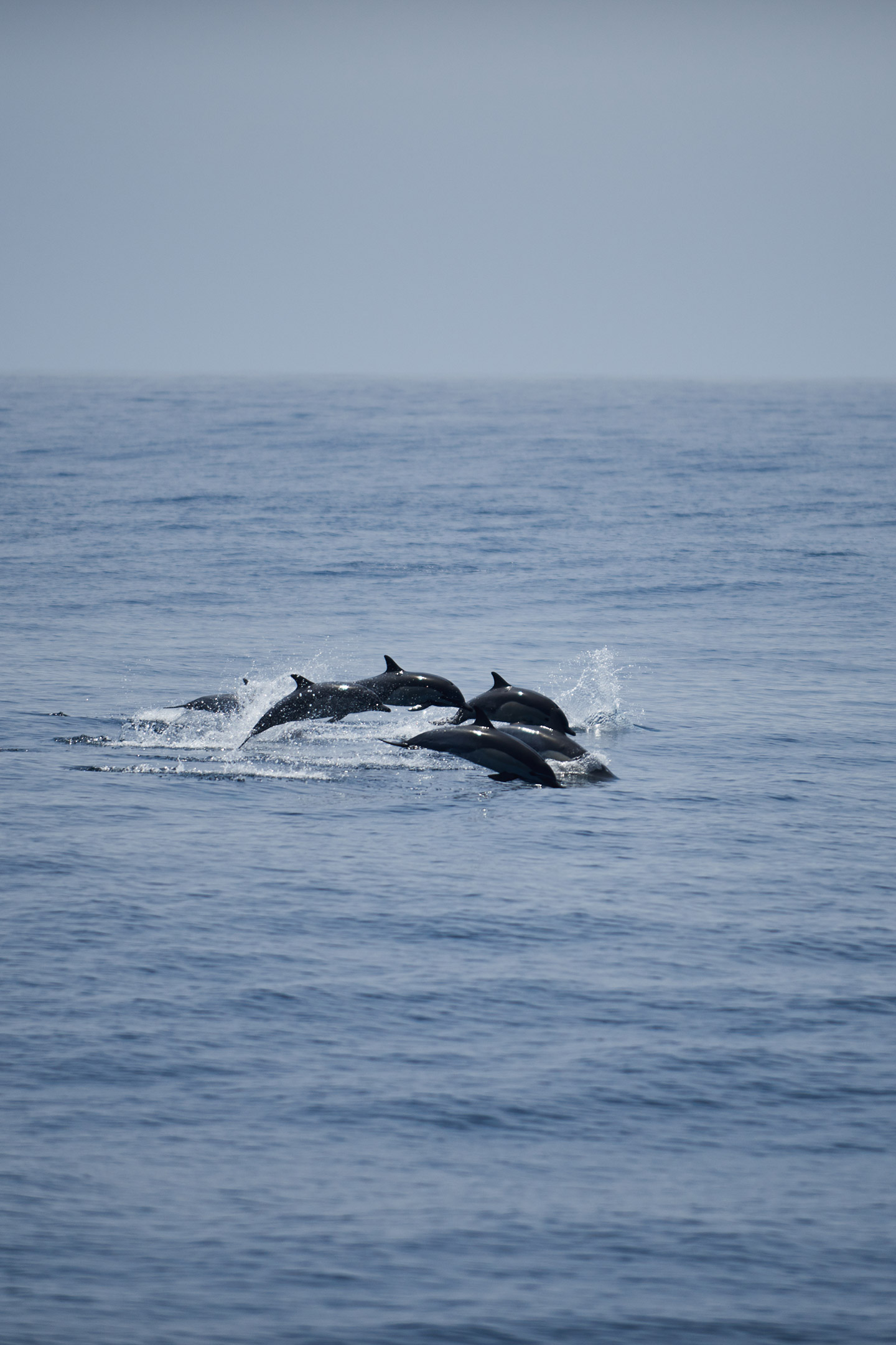 dolphins in the pacific ocean at the coast of Santa Monica