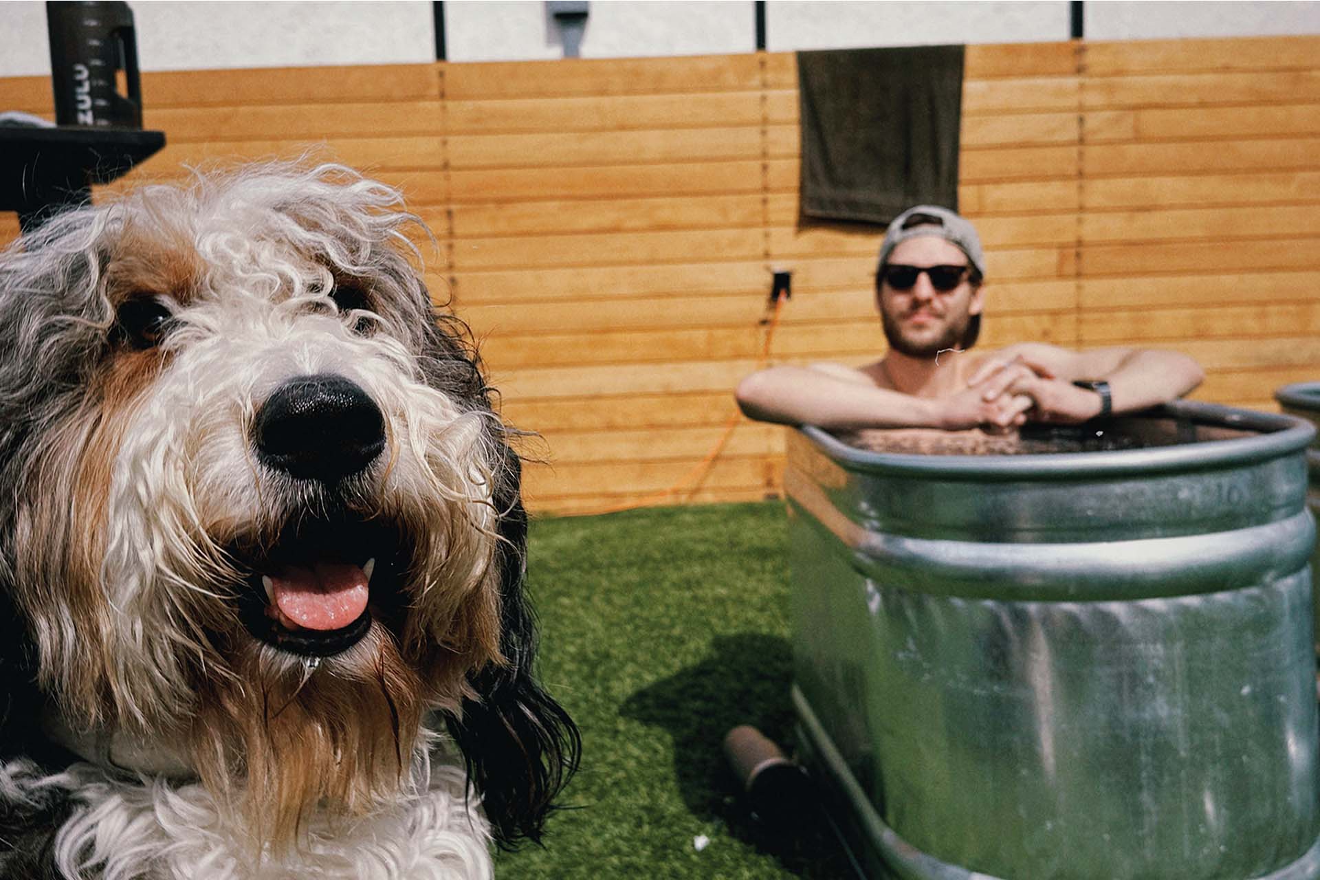 a dog looking at a person in a tub