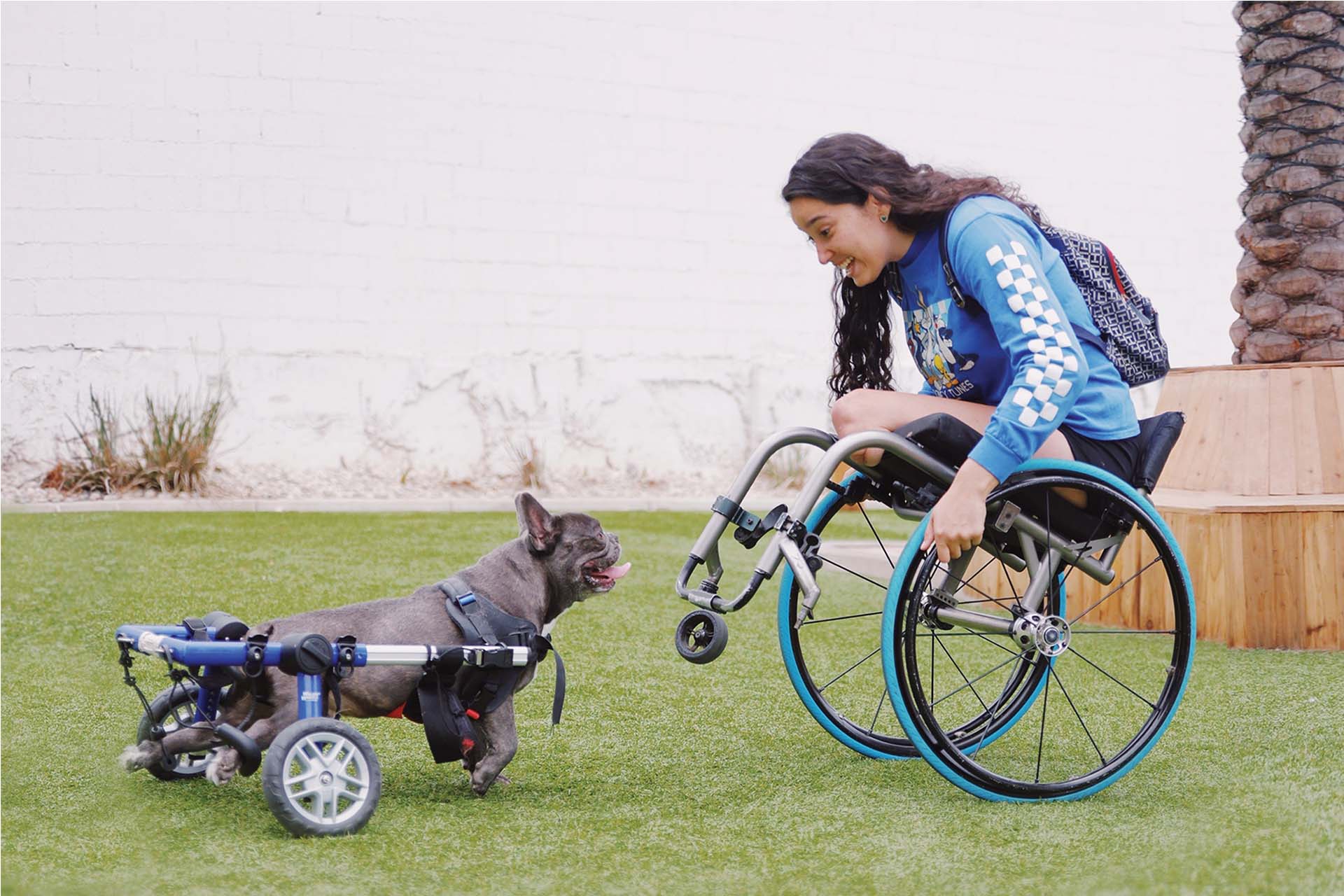 a person in a wheelchair with a dog