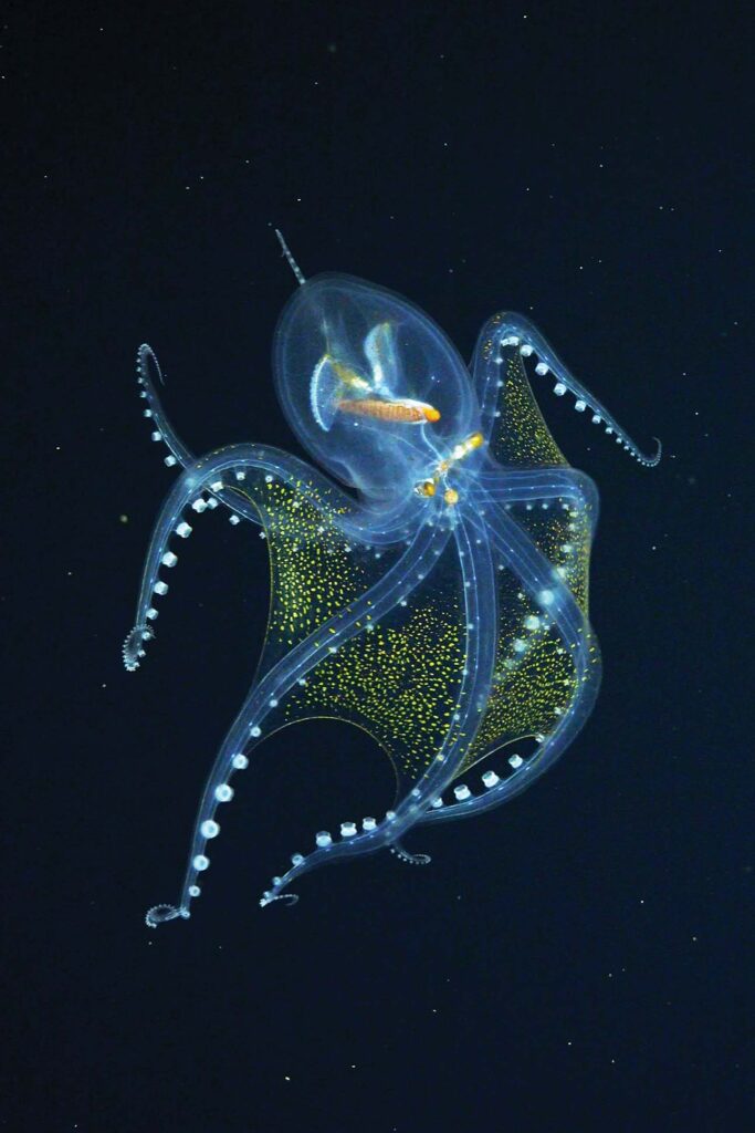 a transparent octopus with a fish in it