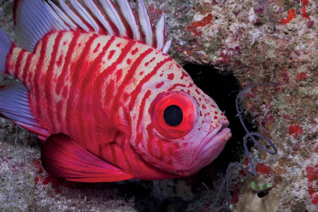 a red and white fish with black eyes