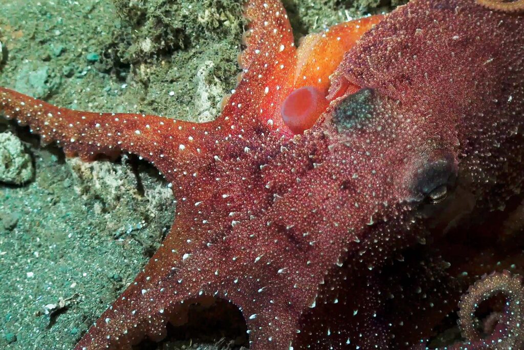 a red starfish on the ground