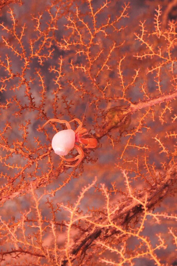 a crab on a branch